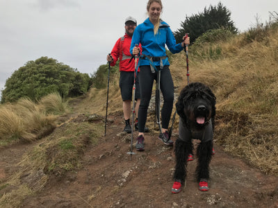Badgers Top 5 Dog Friendly Trails in the Port Hills