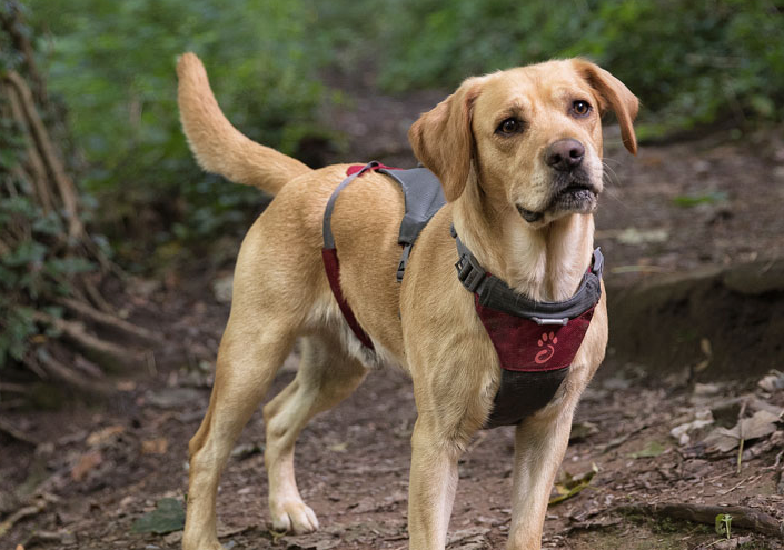 Mountain Paws Further Faster