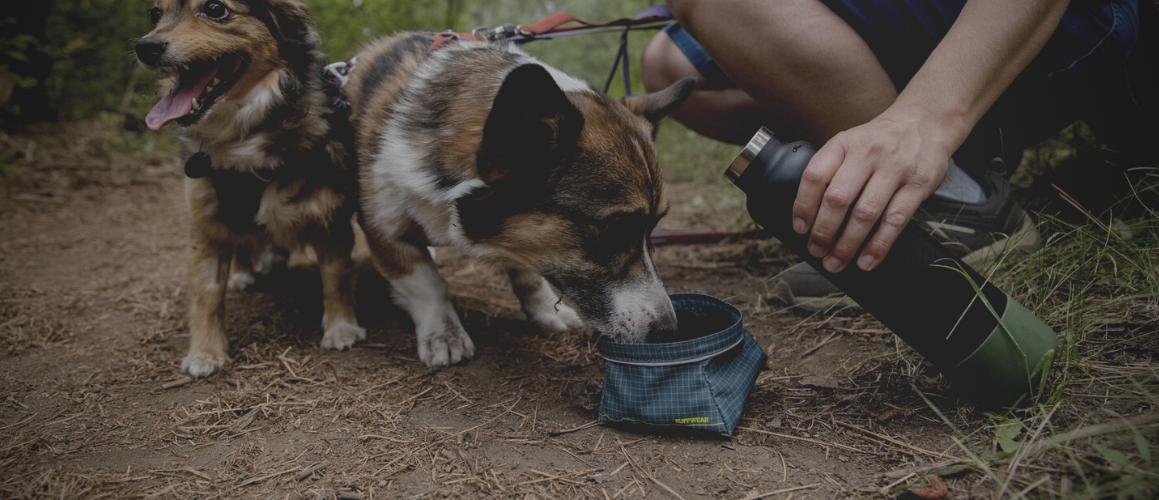 Dog Bowls for Hiking Travel and Camping nz