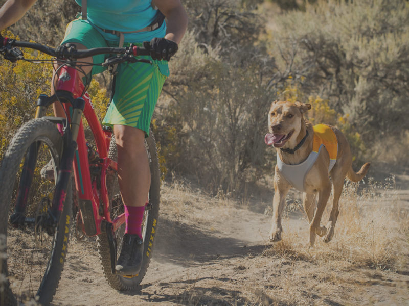 Biking with Dogs Active Dog Gear Ruffwear Products NZ