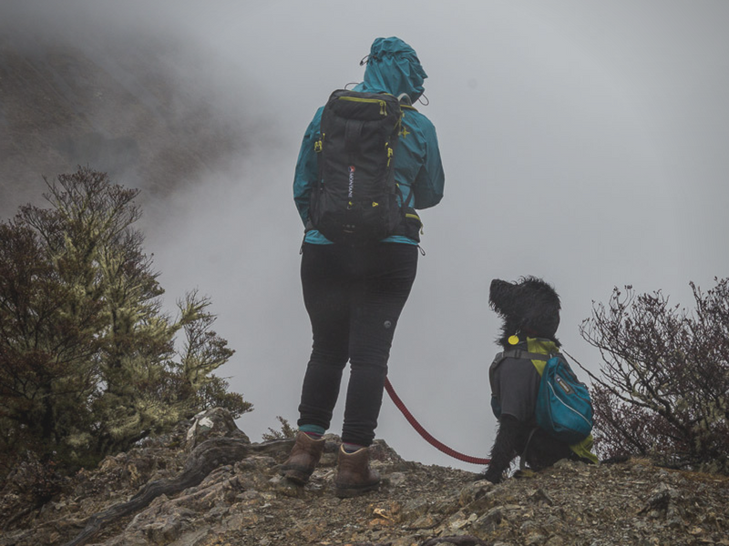 HIKING WITH DOGS | Hiking Shoes for Dogs