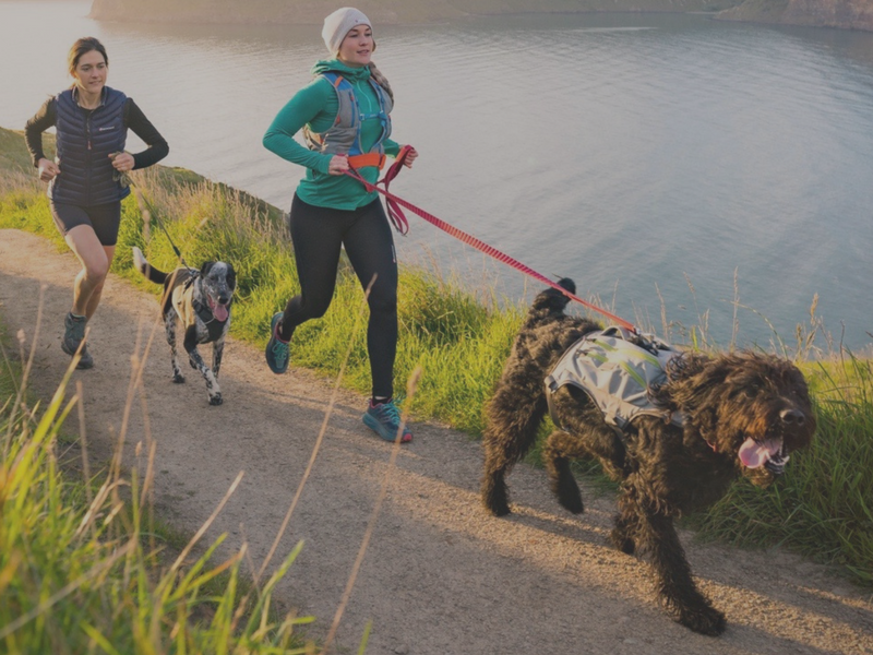Trail online running dogs