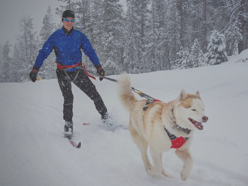Skiing with Dogs