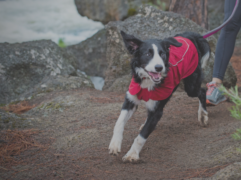 Waterproof Jackets for Dogs | Further Faster Waterproof Dog Coat NZ