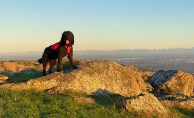 What is the best harness for my dog?