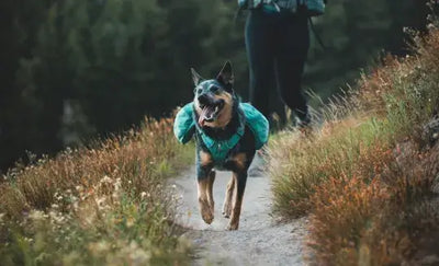 How Do I Choose a Dog Backpack?