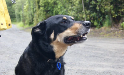 Radar The Adventure Dog's New Boots