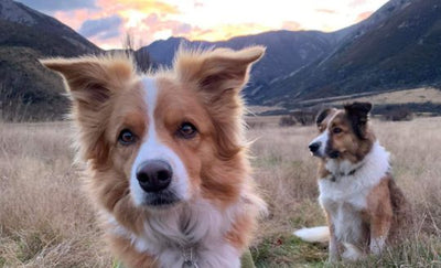 Overnight Hike with Dogs: Fowlers Pass.