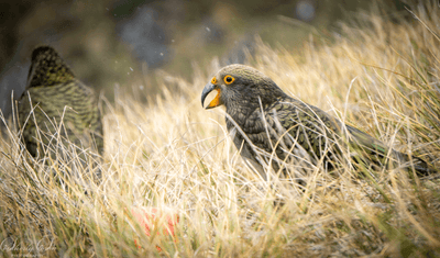 Kea Conservation in the Murchison Mountains.