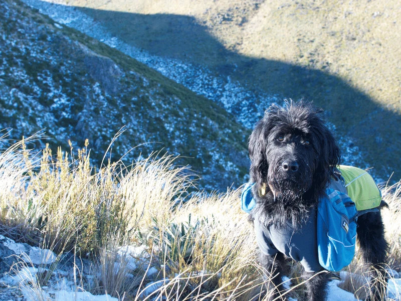 Hiking Packs for Dogs NZ | Dog Backpacks