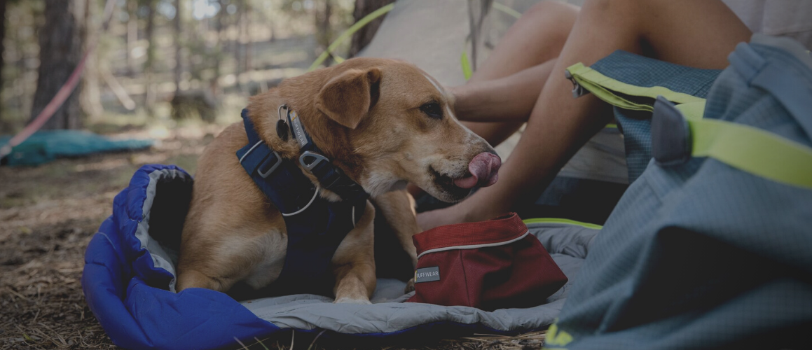 Dog Beds, Sleeping Bags and Mats NZ