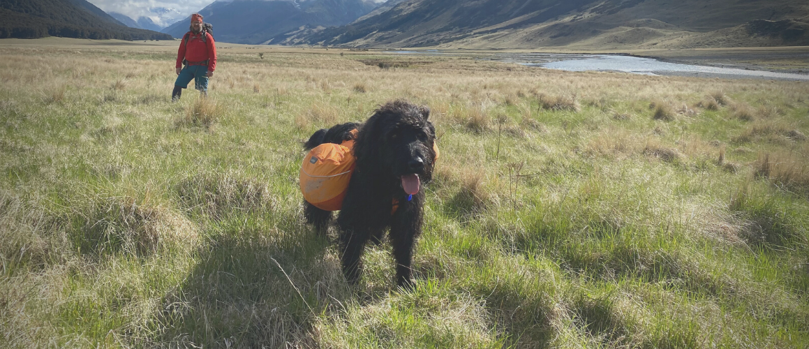 Dog Packs