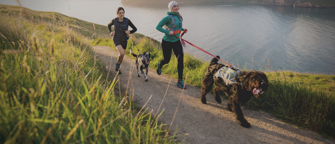 Dog Leads and Leashes nz