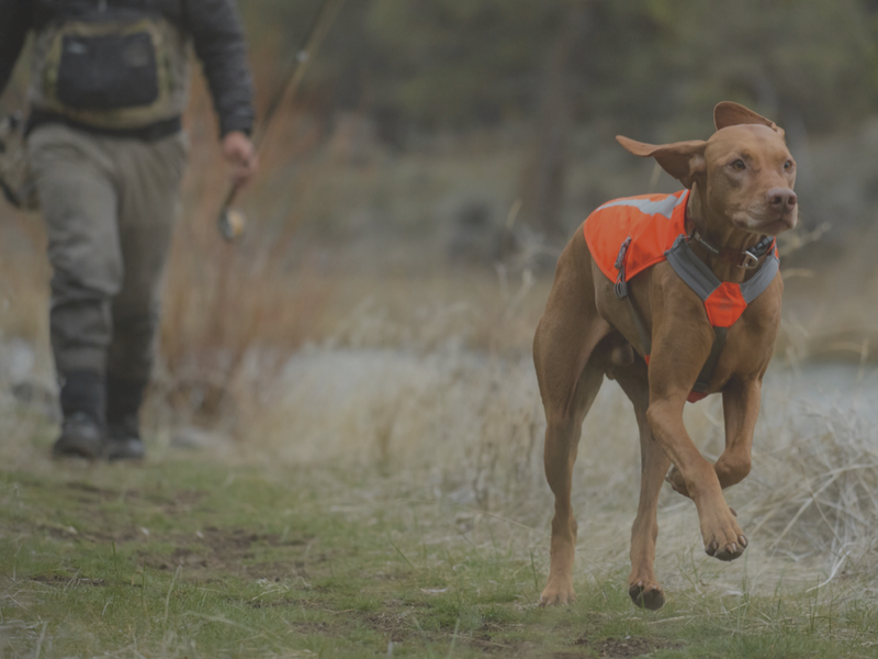 Image showcasing Dog Safety Gear | Dog Lights and Hi Vis Jackets - Further Faster NZ