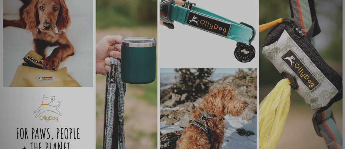 OllyDog NZ | Dog Leash and Accessories
