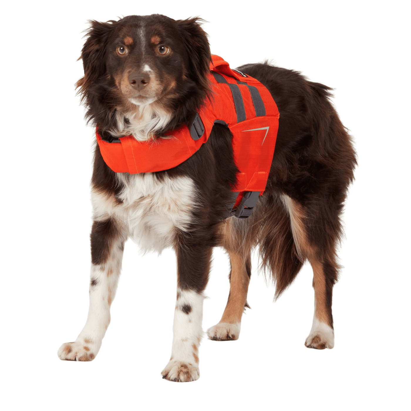 NRS Canine Flotation Device | Dog PFD | Further Faster Christchurch NZ #teal-nrs