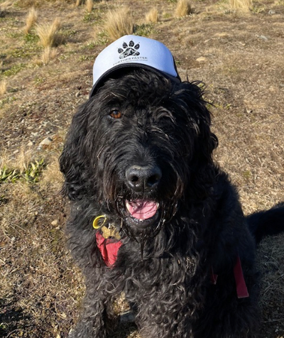 badger the shop dog wearing the mountain dog challenge trucker hat